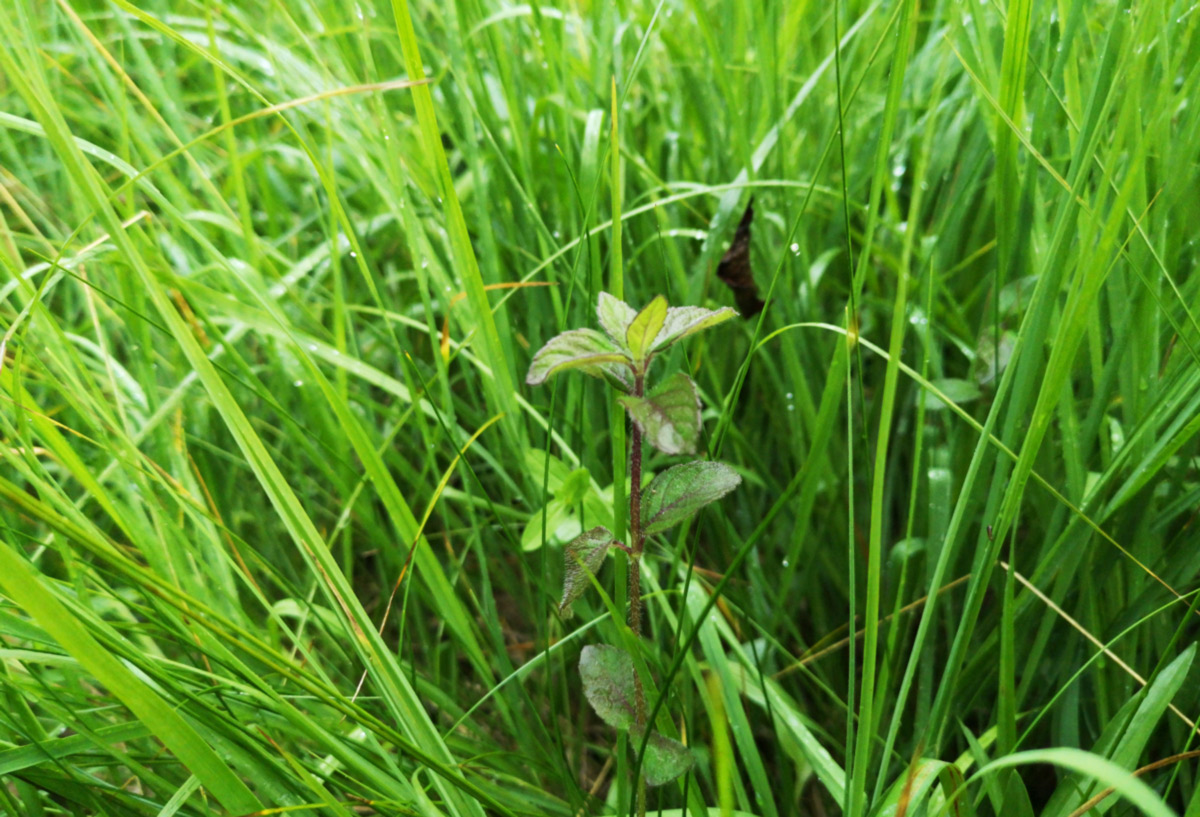 Slide Image