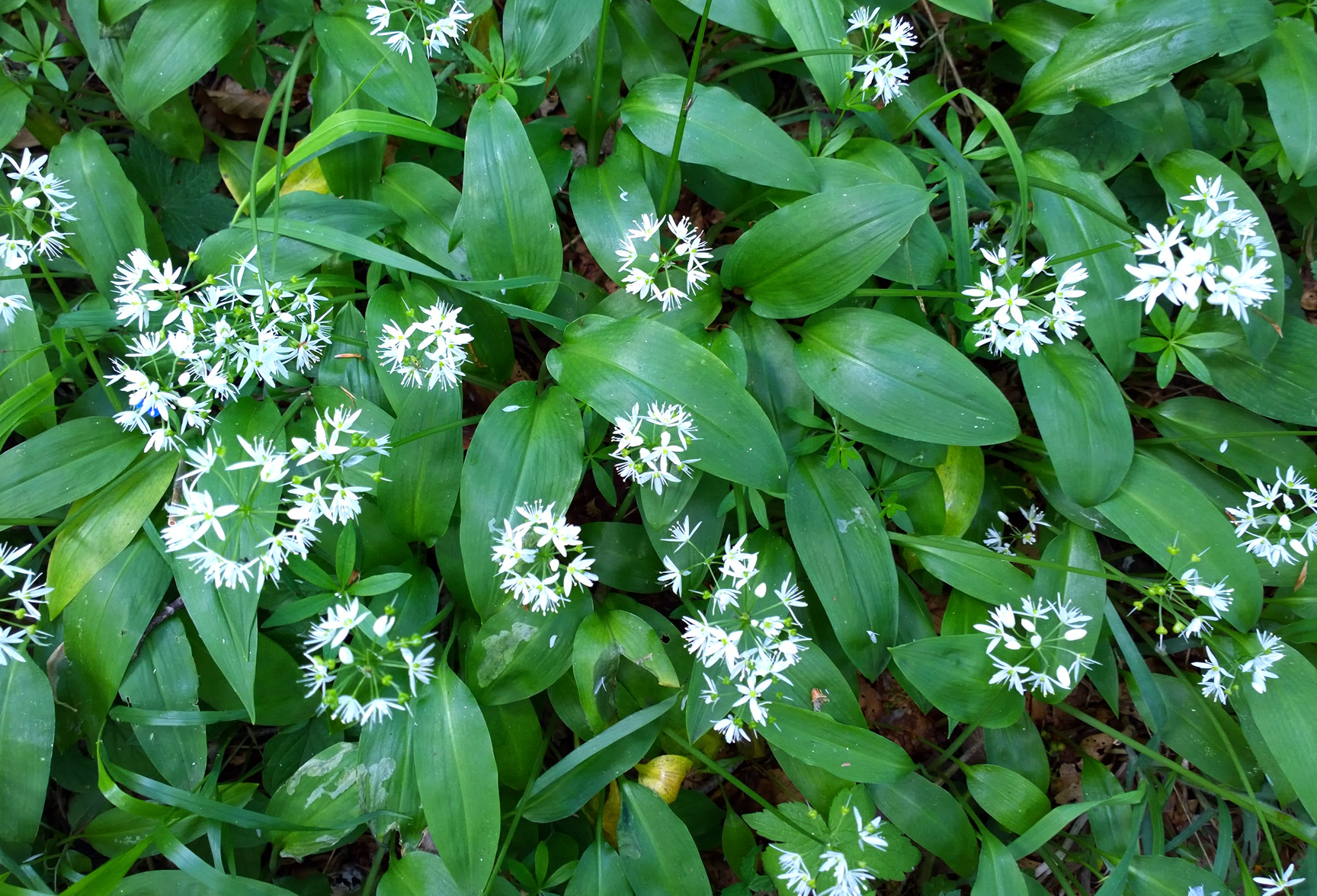 Slide Image